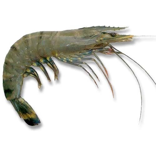NAEfresh-black-tiger-prawns