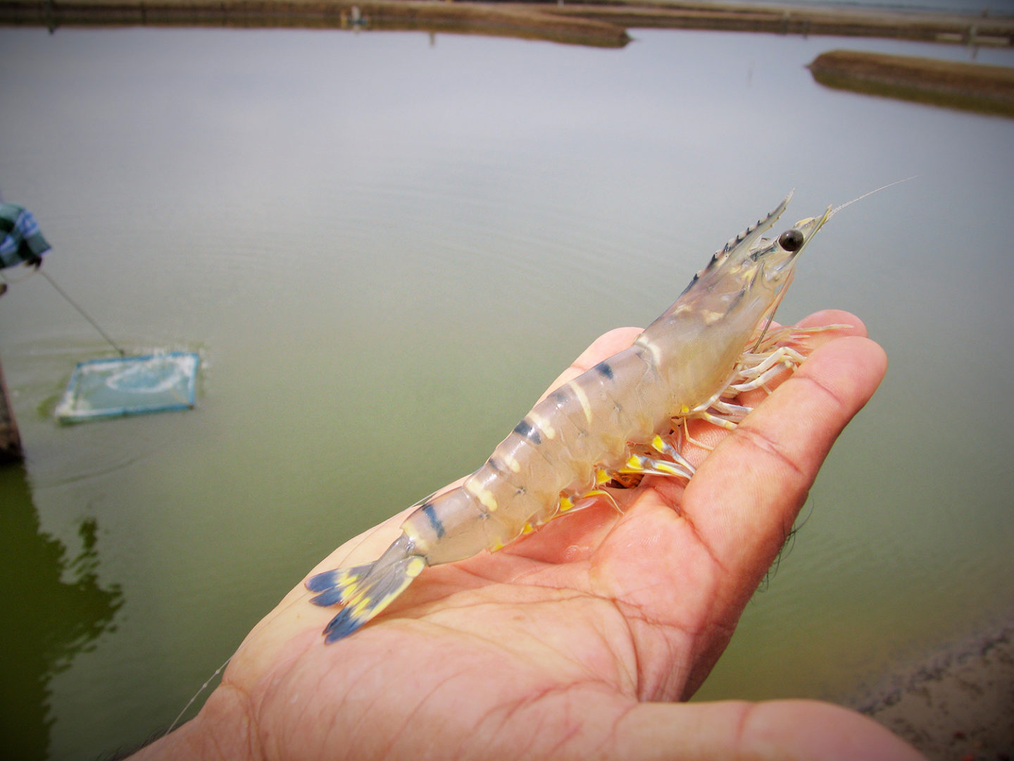 Shrimp-VANNAMEI SHRIMP