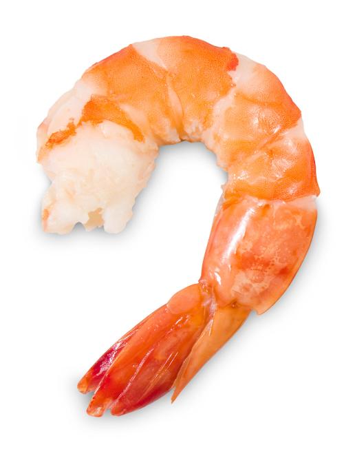 shrimp-1